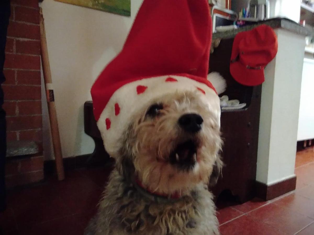 Cascina Torello Dogliani Zewnętrze zdjęcie