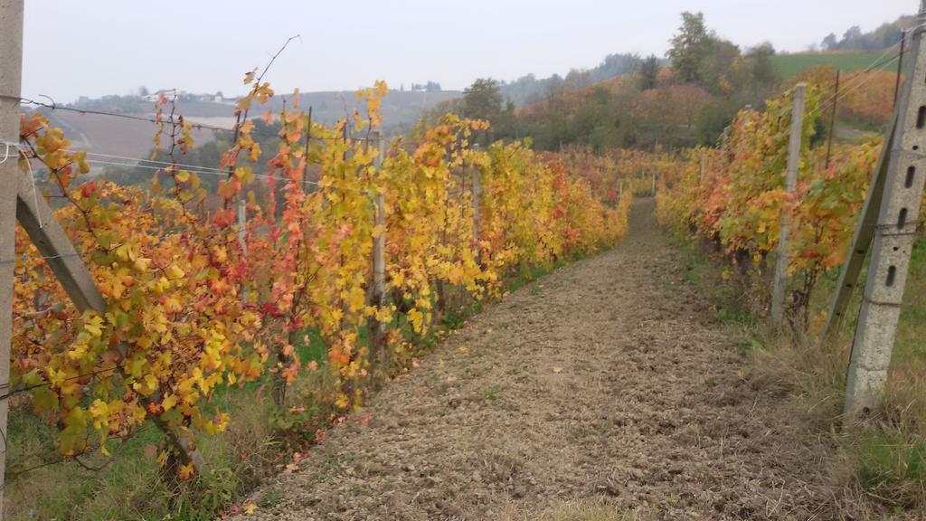 Cascina Torello Dogliani Zewnętrze zdjęcie