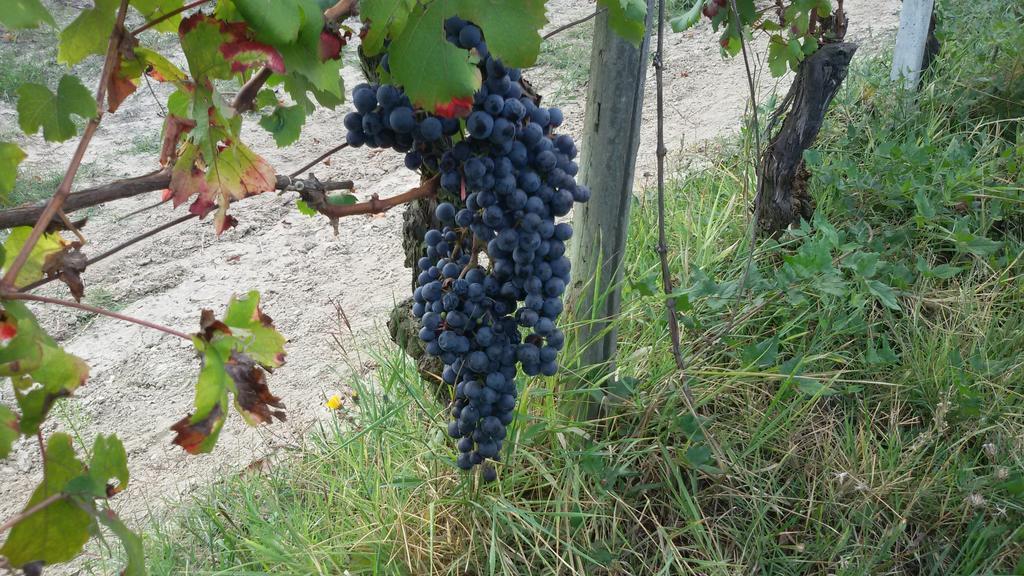 Cascina Torello Dogliani Zewnętrze zdjęcie