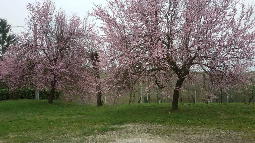 Cascina Torello Dogliani Zewnętrze zdjęcie