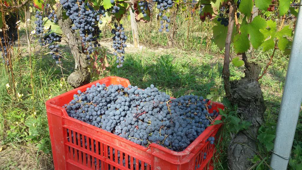 Cascina Torello Dogliani Zewnętrze zdjęcie