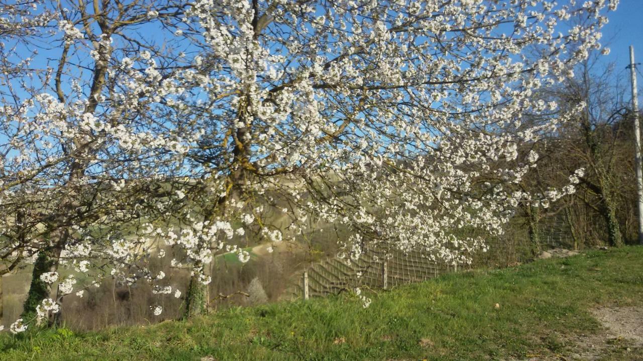 Cascina Torello Dogliani Zewnętrze zdjęcie