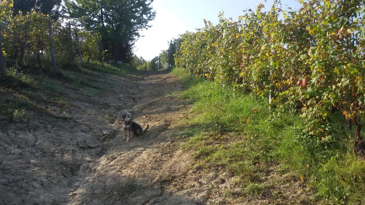 Cascina Torello Dogliani Zewnętrze zdjęcie